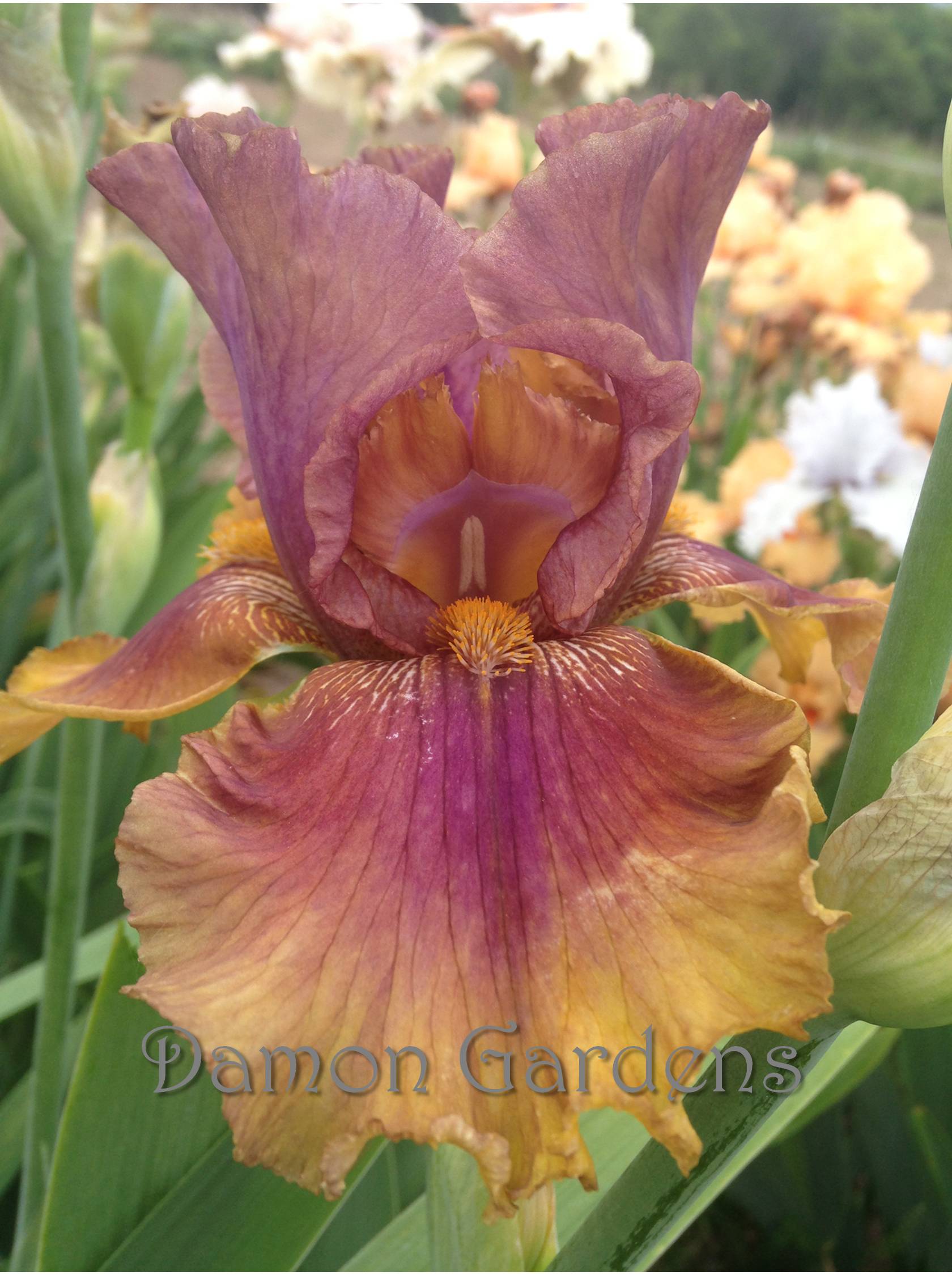 Iris Harvest Maiden